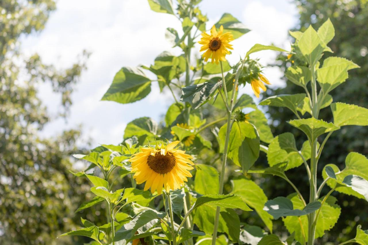 Schlossgut Gundersdorf Farm stay *